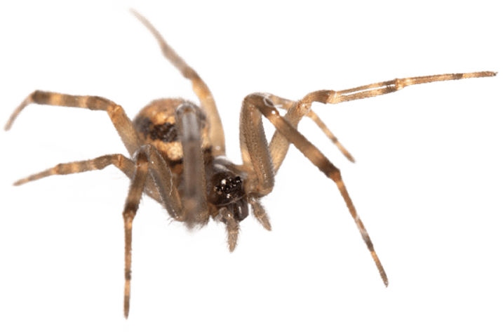 Residential_Pest_Control